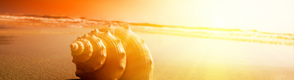 shell_on_the_beach-wallpaper-1920x1440